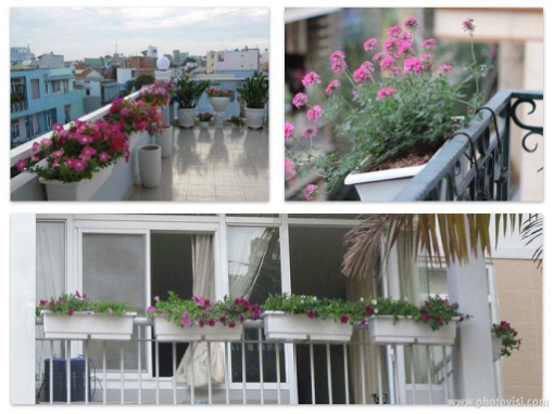 Gambar Khay, chậu thông minh trắng (Vừa)