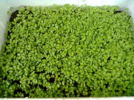 Ảnh của Rau mầm cải xanh