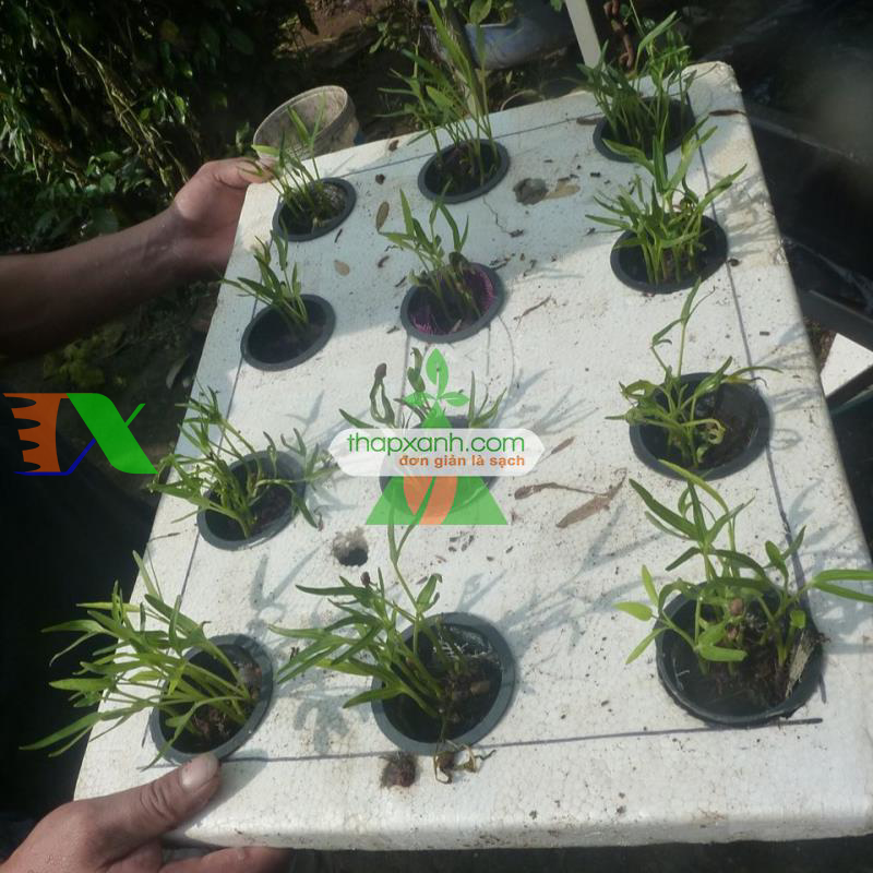 Kỹ thuật trồng thủy canh đơn giản