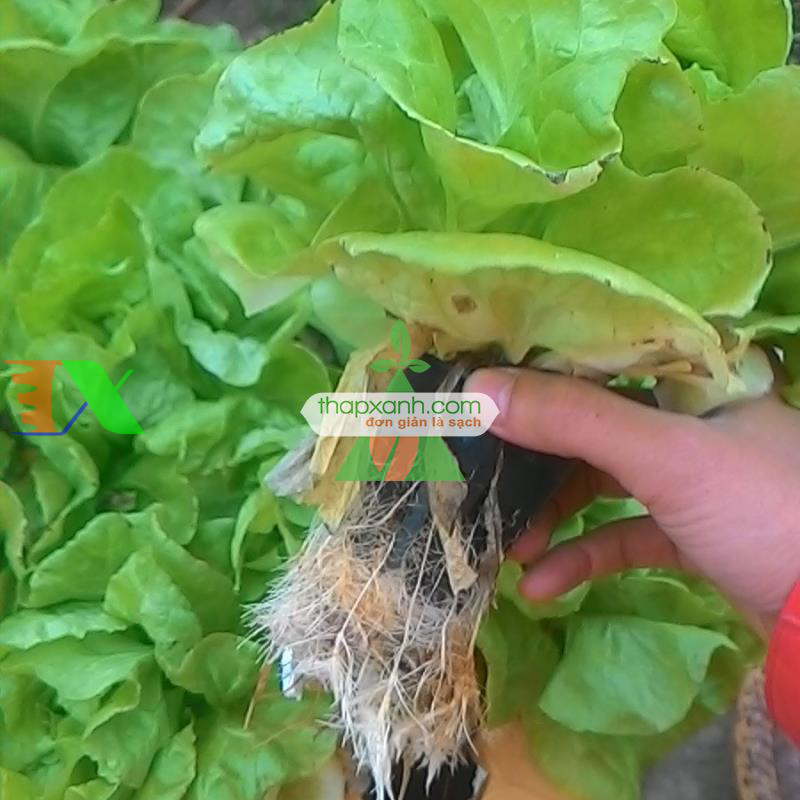 Kỹ thuật trồng thủy canh đơn giản