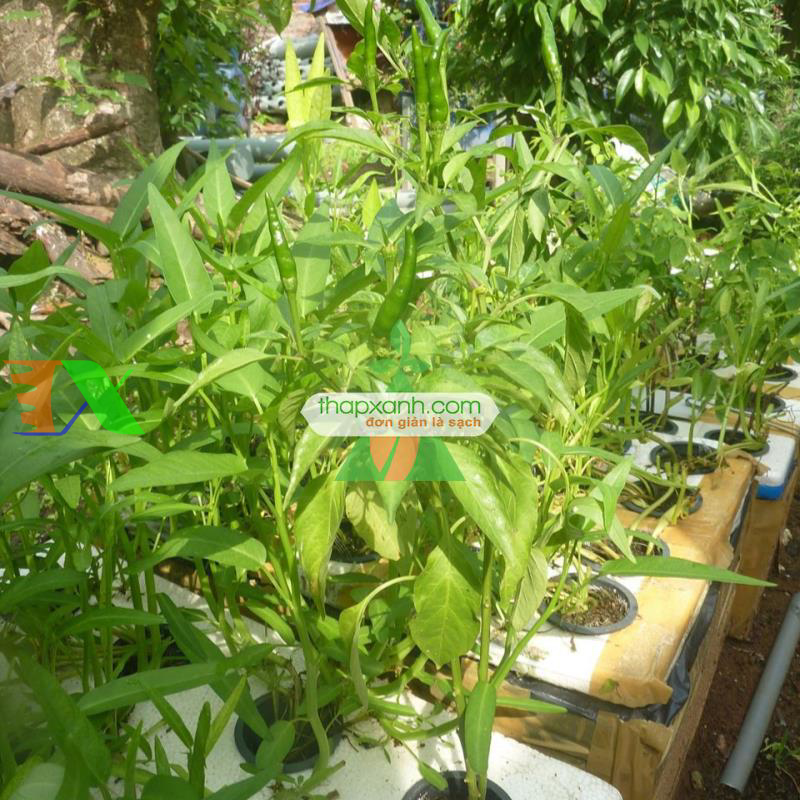 Kỹ thuật trồng thủy canh đơn giản