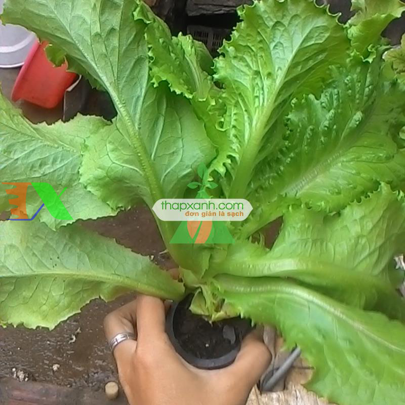 Kỹ thuật trồng thủy canh đơn giản