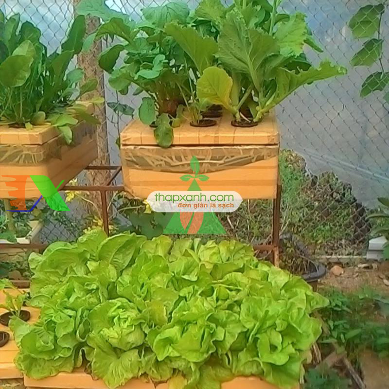 Địa chỉ cung cấp thiết bị, phụ kiện cho thủy canh, Aquaponics