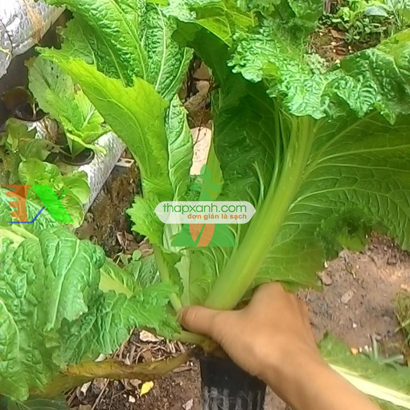 Kỹ thuật trồng thủy canh đơn giản