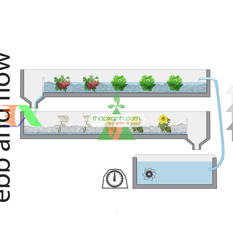 Các vấn đề cần chú ý khi trồng Thủy Canh