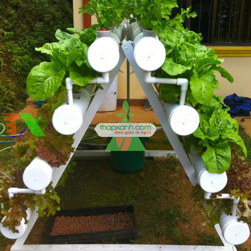 Các vấn đề cần chú ý khi trồng Thủy Canh