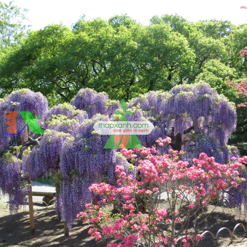 Hạt giống Hoa Tử Đằng