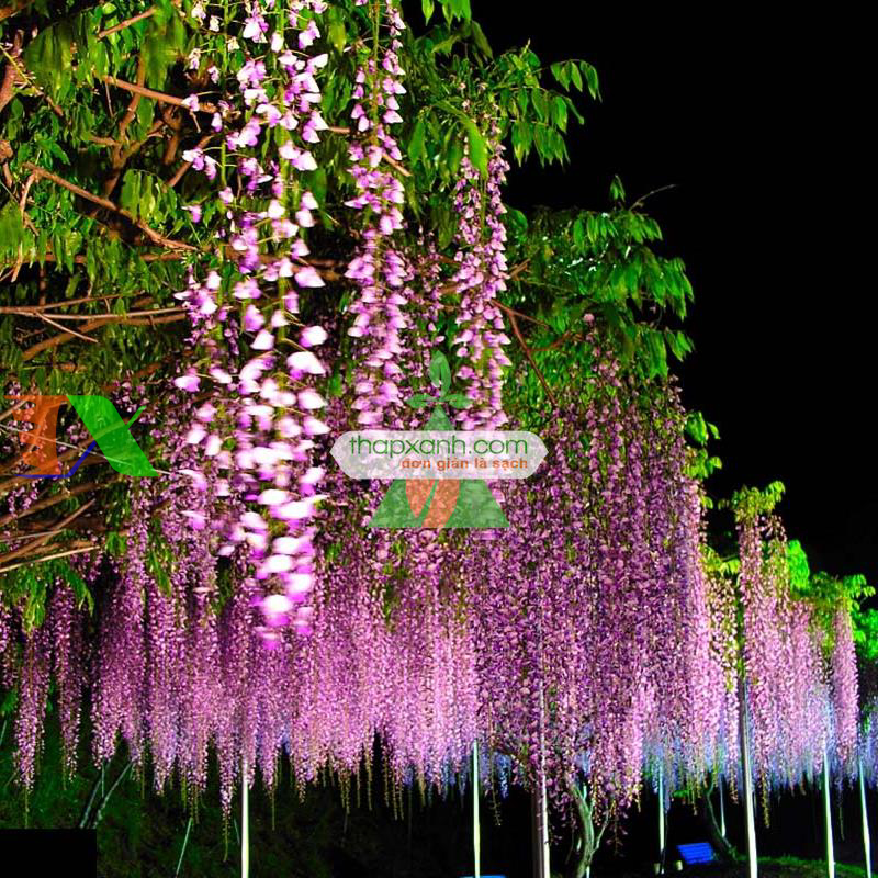 Hạt giống Hoa Tử Đằng