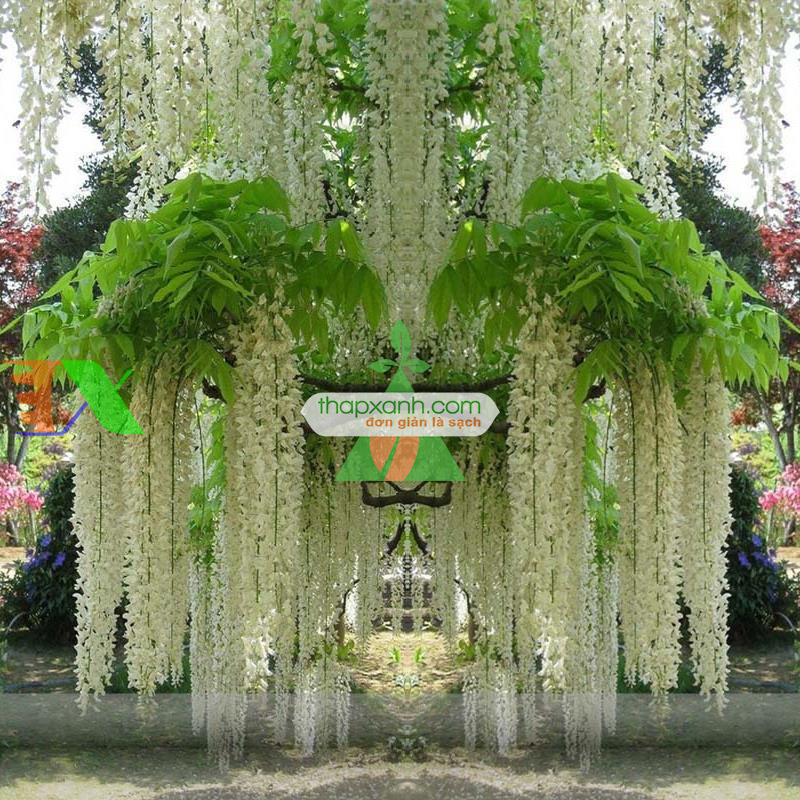 Hạt giống Hoa Tử Đằng