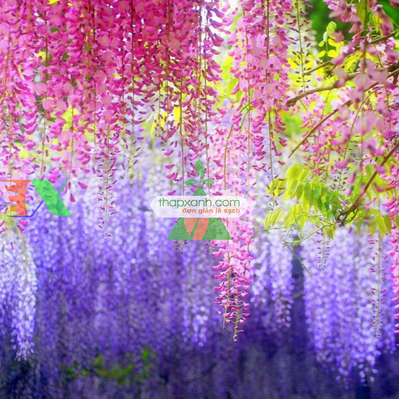 Hạt giống Hoa Tử Đằng