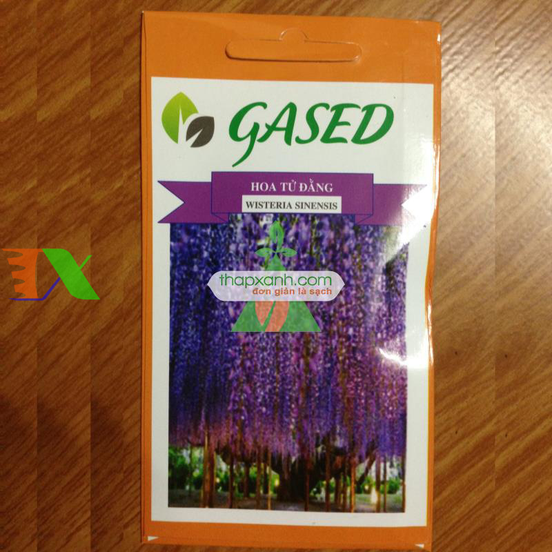 Hạt giống Hoa Tử Đằng