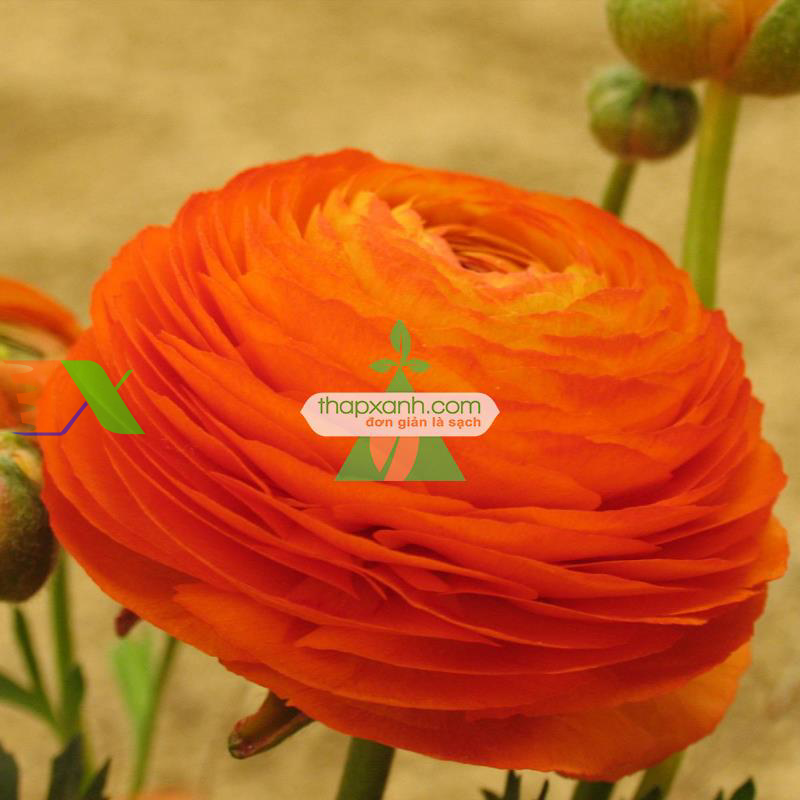 Hạt giống Hoa Hồng Ri Ba Tư (Hoa Mao Lương)