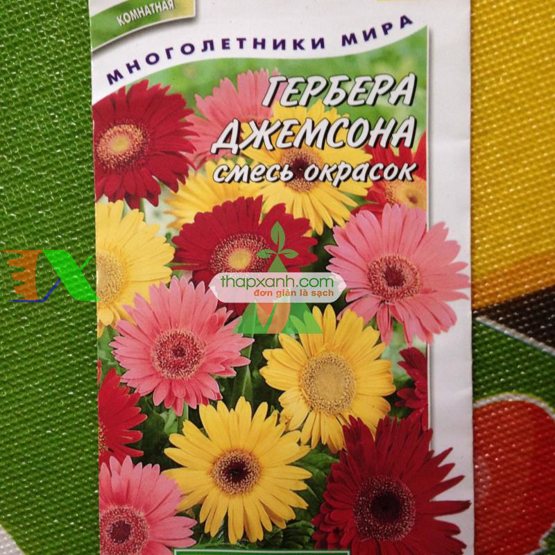 Kỹ thuật trồng và chăm sóc hoa Đồng Tiền