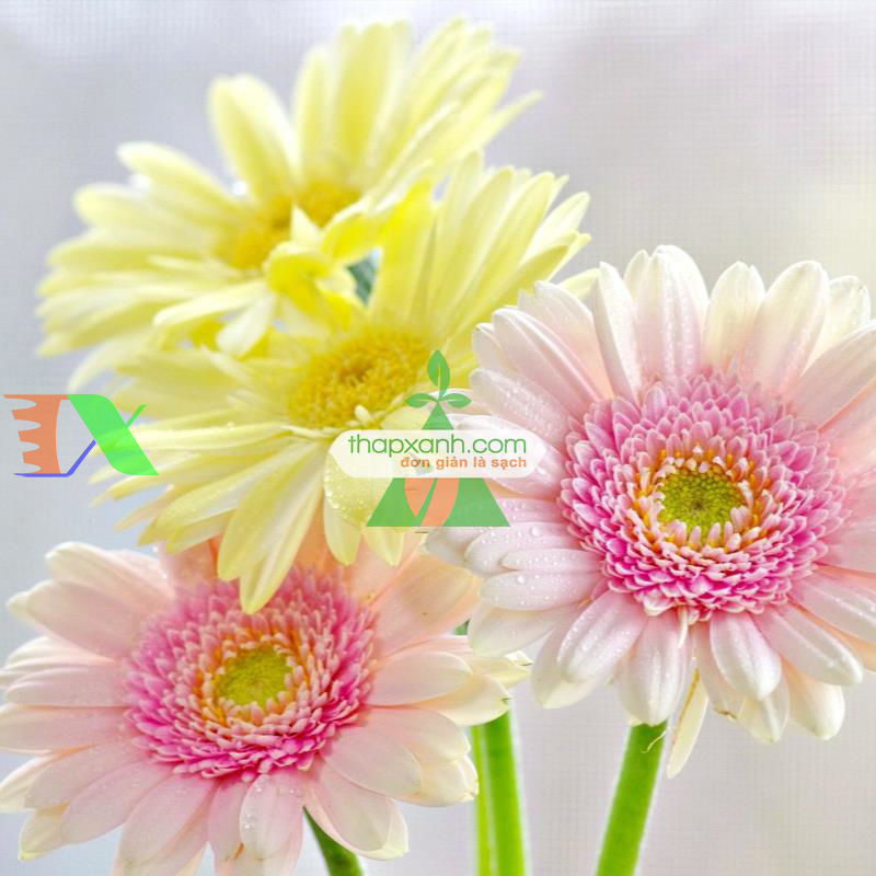 Kỹ thuật trồng và chăm sóc hoa Đồng Tiền