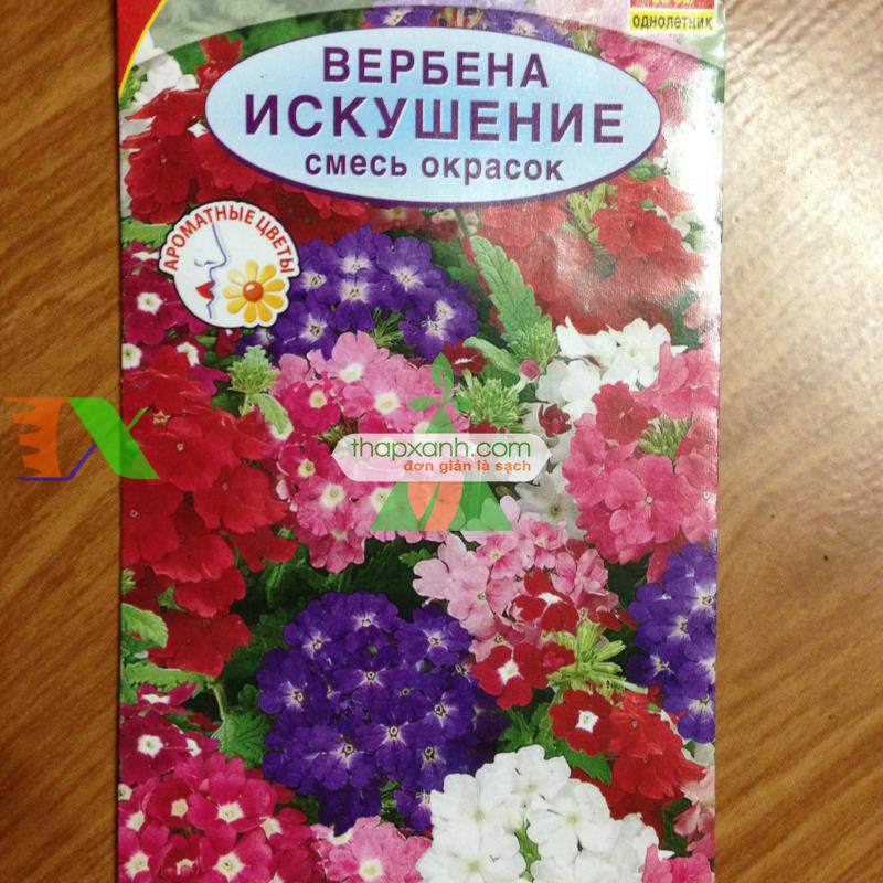 Quy trình kỹ thuật trồng hoa Cẩm Chướng