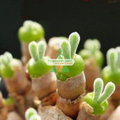 Gambar Hạt giống cây Tai Thỏ