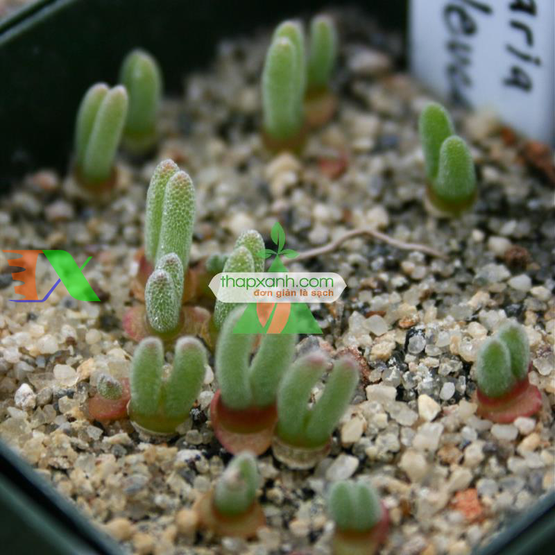 Hạt giống cây Tai Thỏ