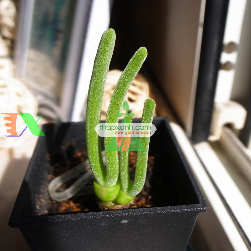 Hạt giống cây Tai Thỏ