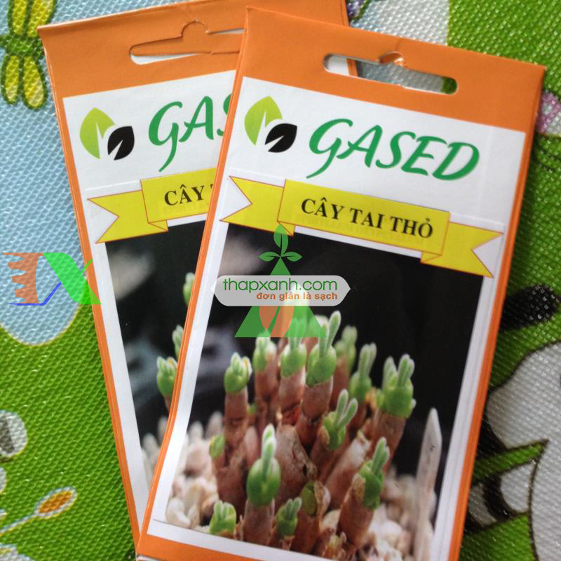 Hạt giống cây Tai Thỏ