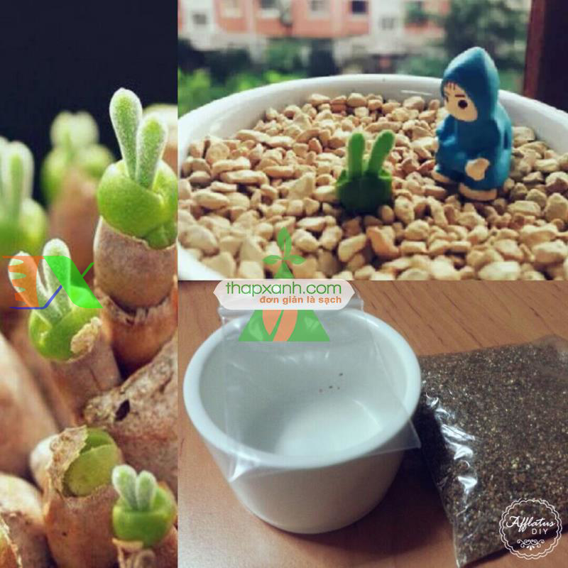 Hạt giống cây Tai Thỏ