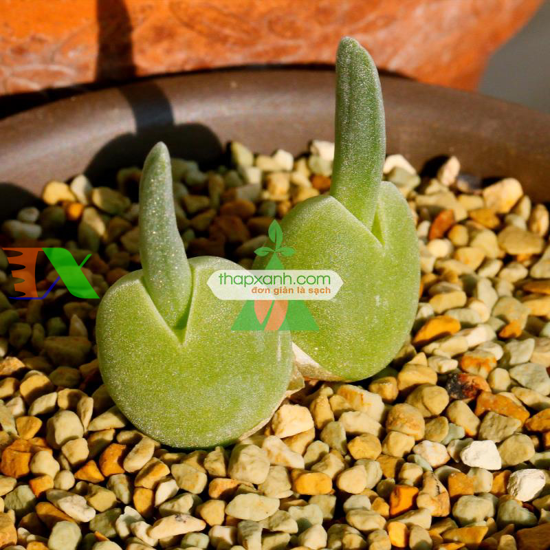 Hạt giống cây Tai Thỏ