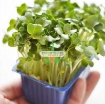 รูปภาพของ Hạt giống rau mầm cải italy