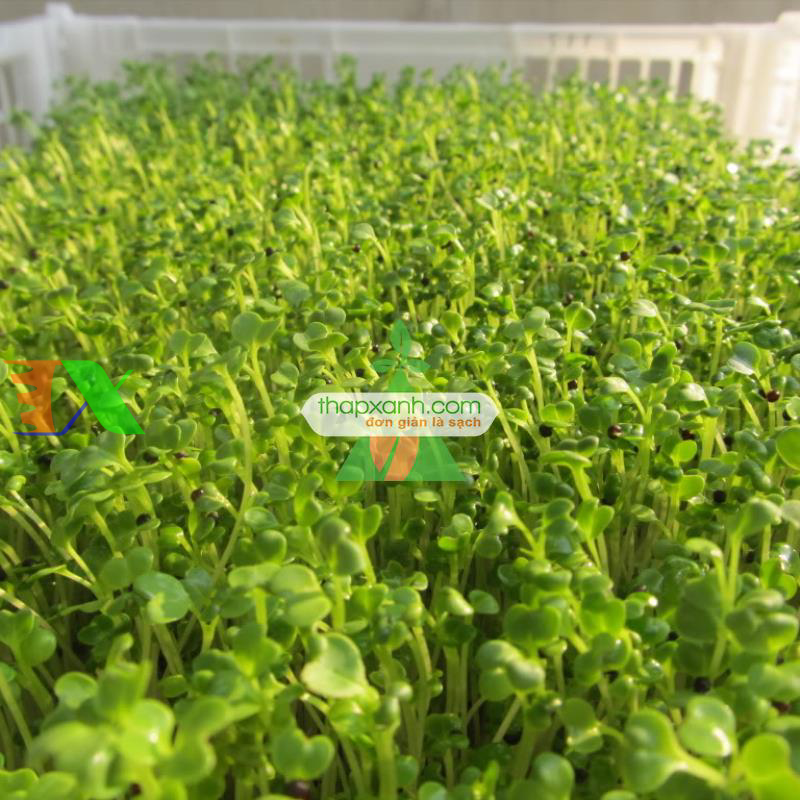 Hạt giống rau mầm cải italy