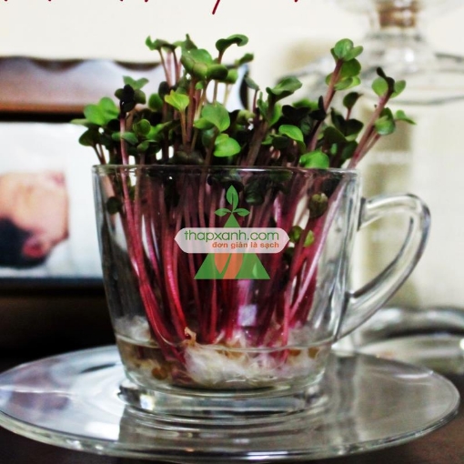 Gambar Hạt giống rau mầm củ cải đỏ malady