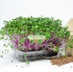 Gambar Hạt giống rau mầm củ cải đỏ malady