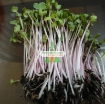 Gambar Hạt giống rau mầm củ cải đỏ malady
