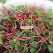 Gambar Hạt giống rau mầm củ cải đỏ malady