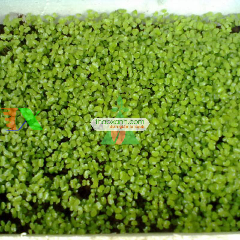 Hạt giống rau mầm cải ngọt