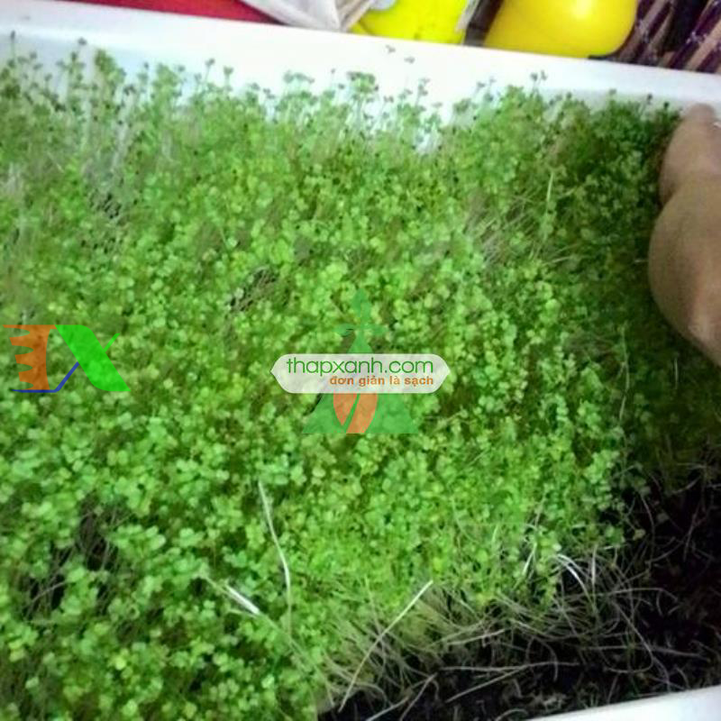 Hạt giống rau mầm cải ngọt