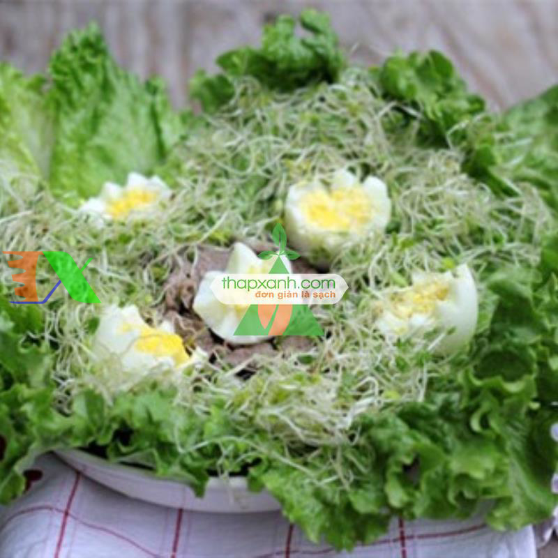 Hạt giống rau mầm cải ngọt