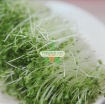 รูปภาพของ Hạt giống rau mầm cải ngọt