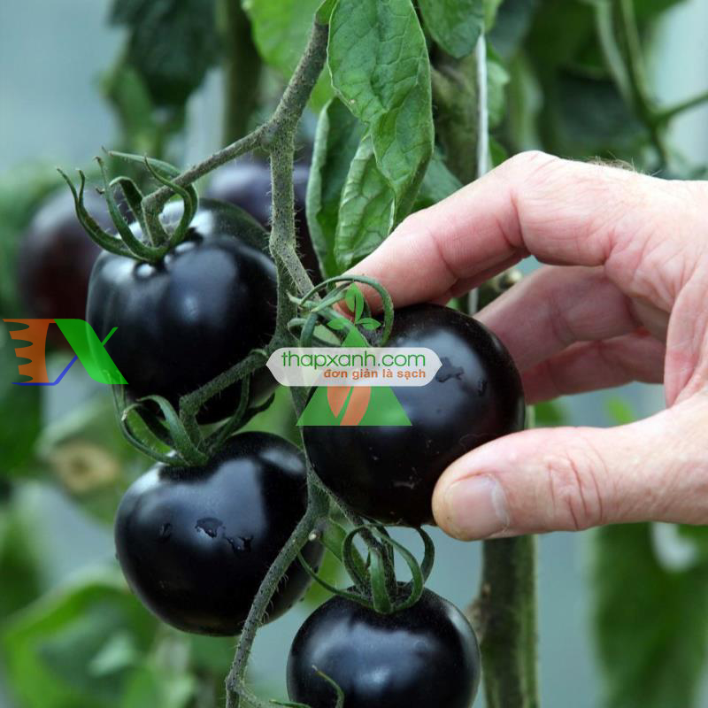 Hạt giống Cà Chua Đen