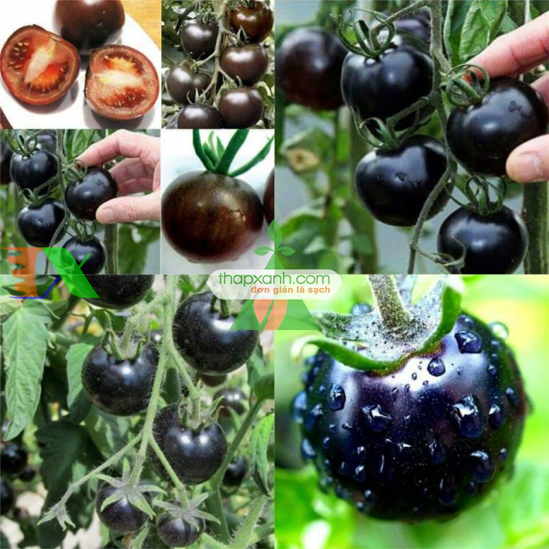 Hạt giống Cà Chua Đen
