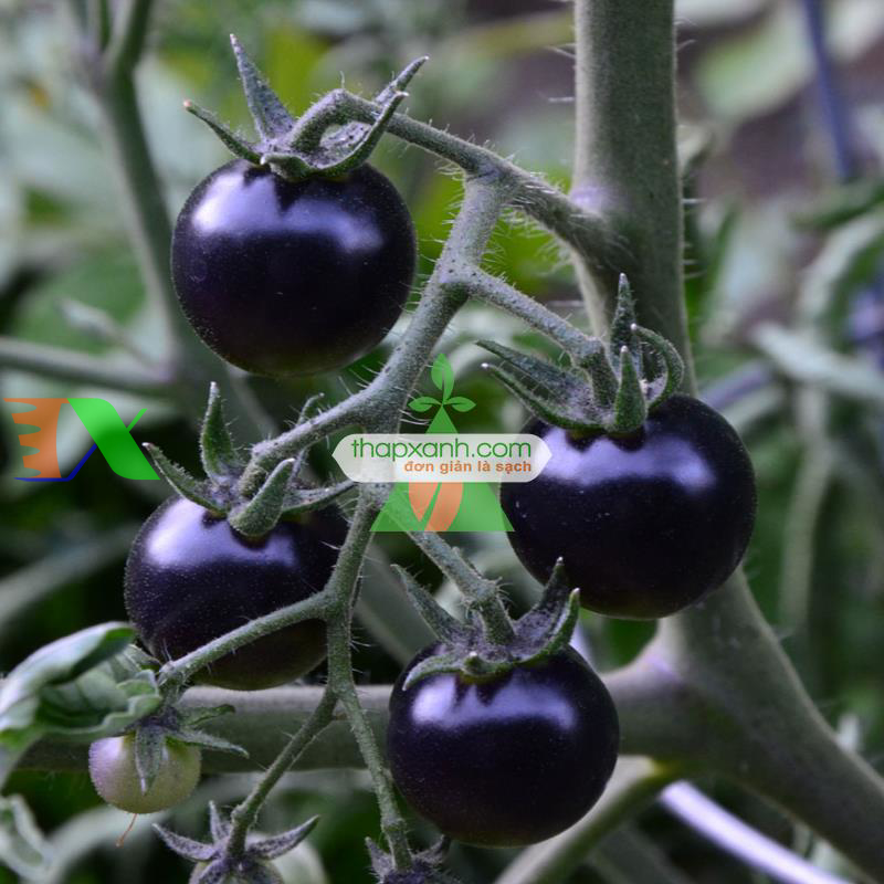 Hạt giống Cà Chua Đen
