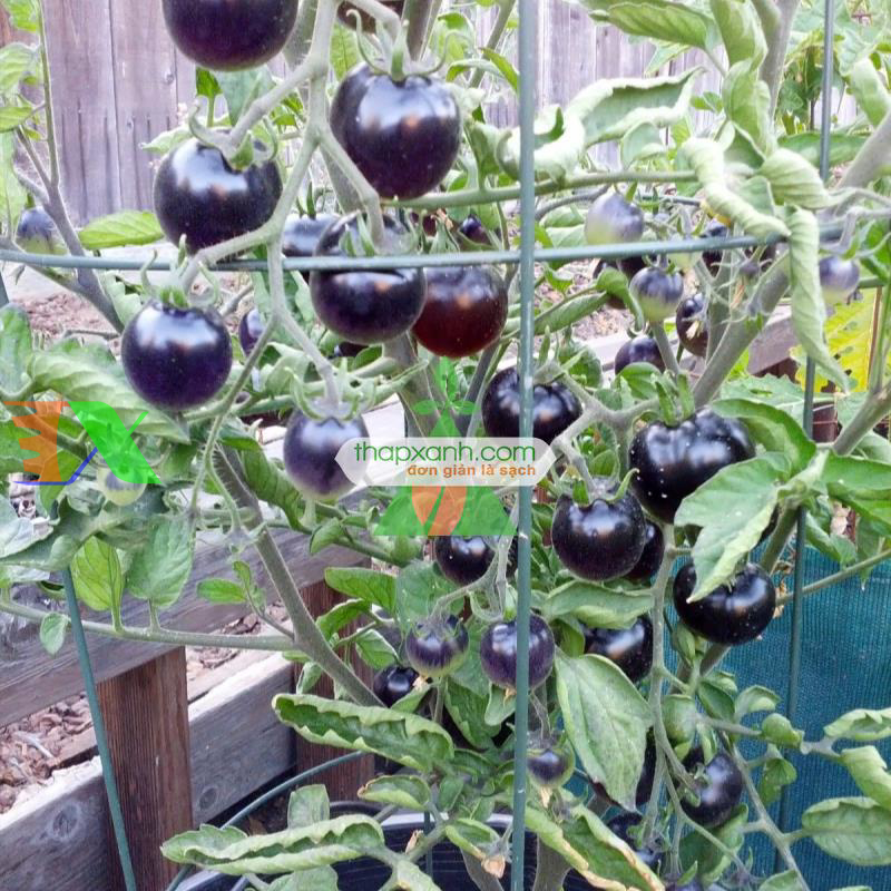 Kỹ Thuật Trồng Cà Chua Đen đơn giản