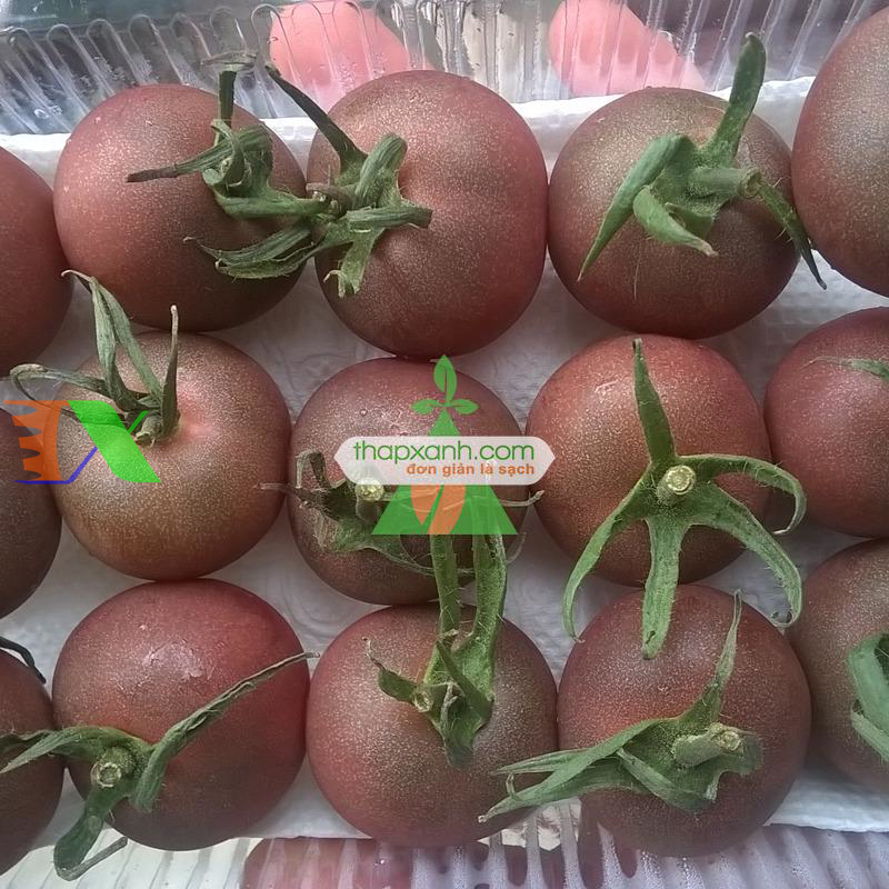 Hạt giống Cà Chua Nâu (cà chua Socola)