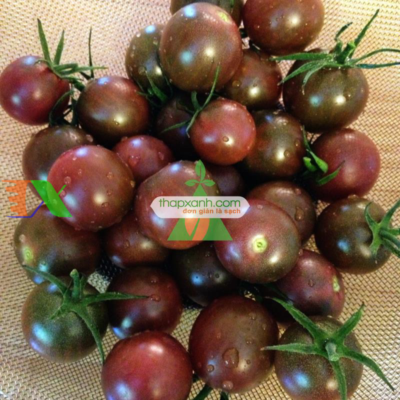 Hạt giống Cà Chua Nâu (cà chua Socola)