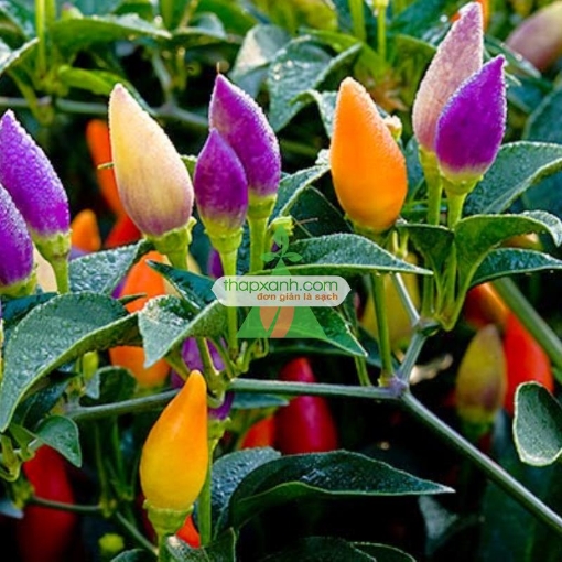 รูปภาพของ Hạt giống Ớt Ngũ Sắc