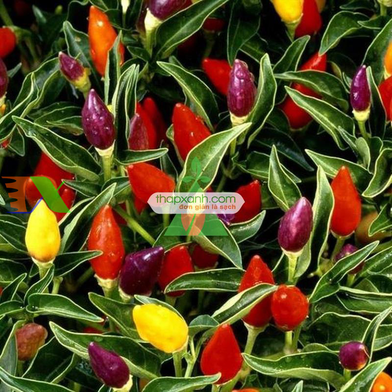 Hạt giống Ớt Ngũ Sắc