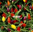 รูปภาพของ Hạt giống Ớt Ngũ Sắc