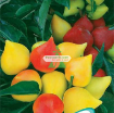 รูปภาพของ Hạt giống Ớt Ngũ Sắc