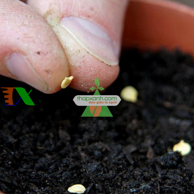 Hạt giống Ớt Ngũ Sắc