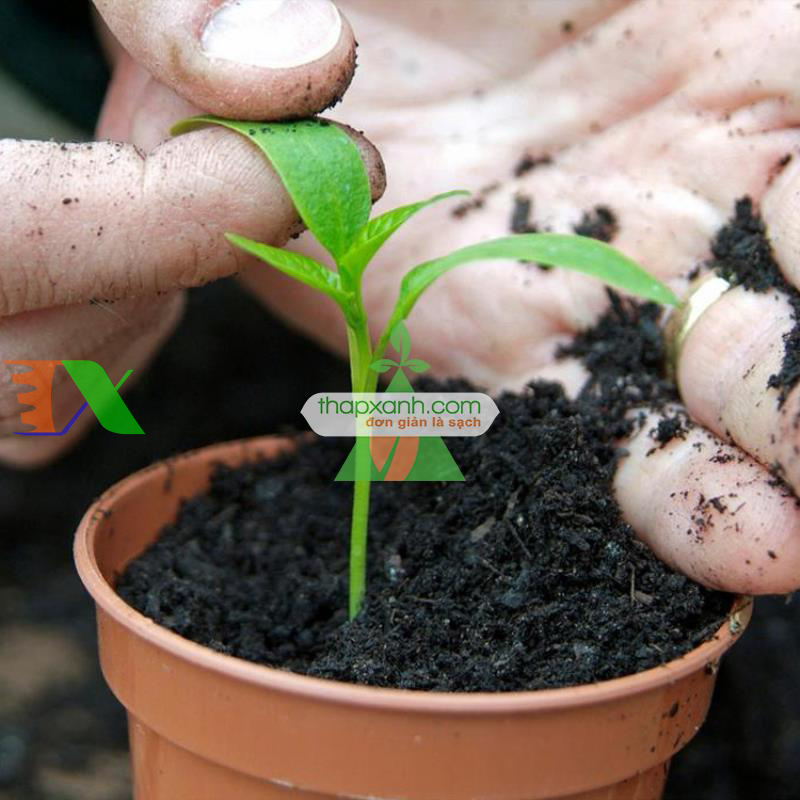Hạt giống Ớt Ngũ Sắc