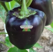Gambar Hạt giống Ớt Chuông Đen