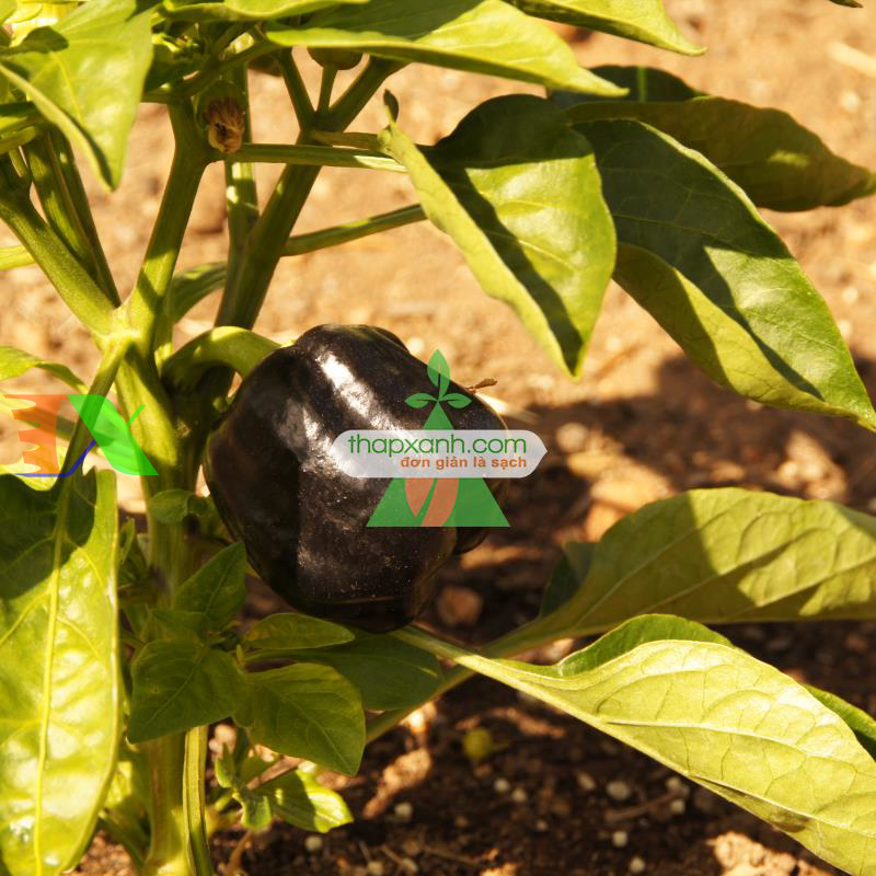 Hạt giống Ớt Chuông Đen