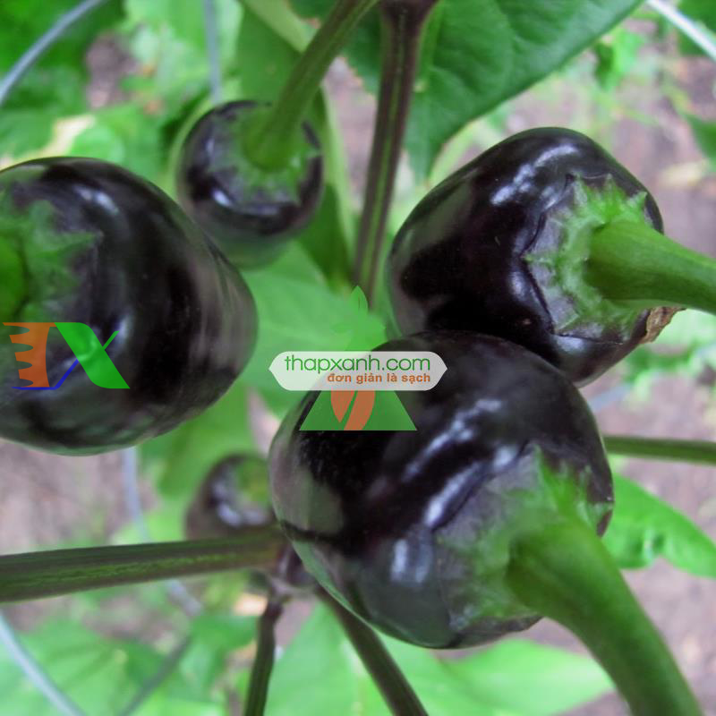 Hạt giống Ớt Chuông Đen